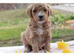 Goldendoodle Puppy for sale in Lexington, KY, USA