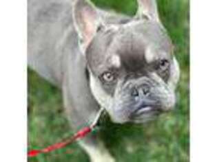 French Bulldog Puppy for sale in Pendleton, OR, USA