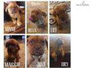 Medium Photo #1 American Bull Dogue De Bordeaux Puppy For Sale in Fort Worth, TX, USA