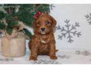 Goldendoodle Puppy for sale in Etna Green, IN, USA