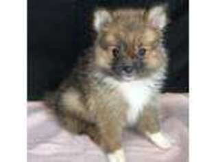 Pomeranian Puppy for sale in Plano, TX, USA