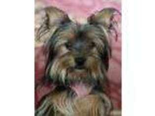 Yorkshire Terrier Puppy for sale in Palm Beach, FL, USA