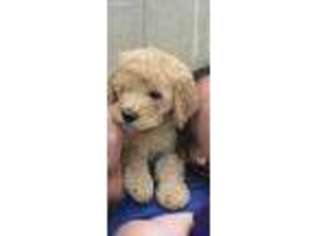 Goldendoodle Puppy for sale in Big Clifty, KY, USA