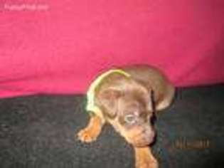 Miniature Pinscher Puppy for sale in Myrtle Beach, SC, USA