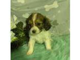 Cavachon Puppy for sale in Dundee, OH, USA