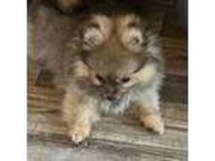 Pomeranian Puppy for sale in Mabank, TX, USA