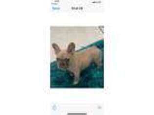 Frenchie Pug Puppy for sale in Fort Lauderdale, FL, USA