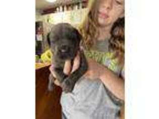Cane Corso Puppy for sale in Romney, WV, USA