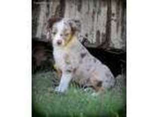 Miniature Australian Shepherd Puppy for sale in Goldthwaite, TX, USA