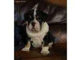 Bulldog Puppy for sale in Utica, OH, USA