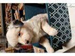 Australian Shepherd Puppy for sale in Grand Island, NE, USA