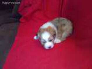 Border Collie Puppy for sale in Cedar Springs, MI, USA