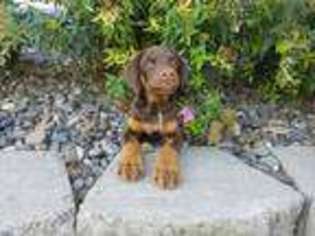 Doberman Pinscher Puppy for sale in Lewiston, ID, USA