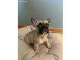 French Bulldog Puppy for sale in Firth, NE, USA