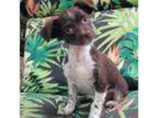 Havanese Puppy for sale in Arroyo Grande, CA, USA