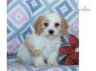 Cavachon Puppy for sale in Harrisburg, PA, USA