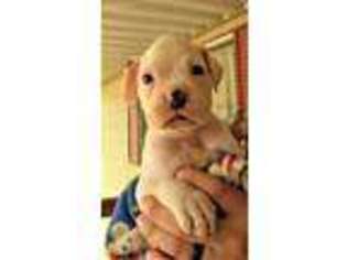 Boxer Puppy for sale in Dallas, OR, USA