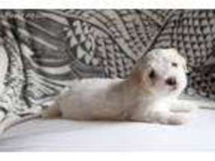 Havanese Puppy for sale in Gulfport, MS, USA