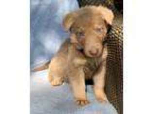German Shepherd Dog Puppy for sale in Belton, TX, USA