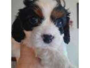Cavalier King Charles Spaniel Puppy for sale in Colorado Springs, CO, USA