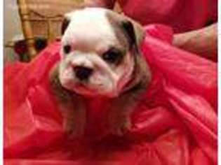 Bulldog Puppy for sale in Ekron, KY, USA