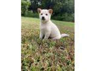 Shiba Inu Puppy for sale in Merritt Island, FL, USA