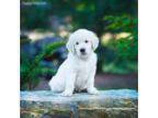 Mutt Puppy for sale in Oakwood, OH, USA