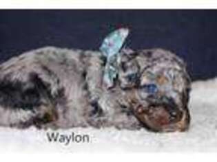 Mutt Puppy for sale in Waldron, AR, USA