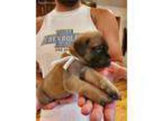 Mastiff Puppy for sale in Woodburn, IN, USA