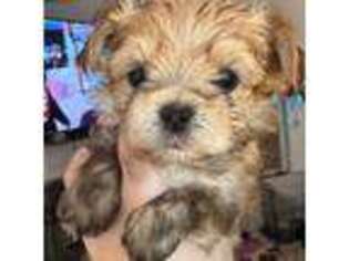Mutt Puppy for sale in Oroville, WA, USA