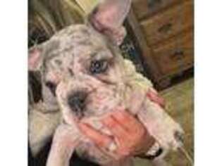French Bulldog Puppy for sale in Hauppauge, NY, USA