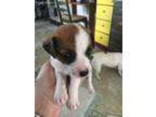Jack Russell Terrier Puppy for sale in Bakersfield, CA, USA