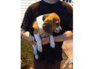 Beagle Puppy for sale in BROOKLET, GA, USA