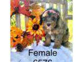 Mutt Puppy for sale in Pittsfield, NH, USA