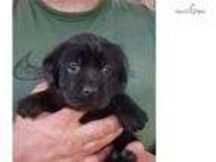 Labrador Retriever Puppy for sale in Gainesville, FL, USA