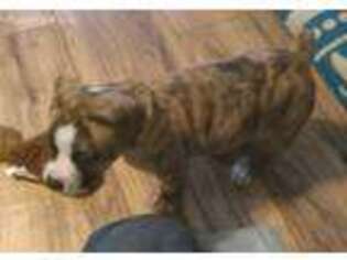 Olde English Bulldogge Puppy for sale in Sebewaing, MI, USA