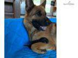 German Shepherd Dog Puppy for sale in Lenoir, NC, USA