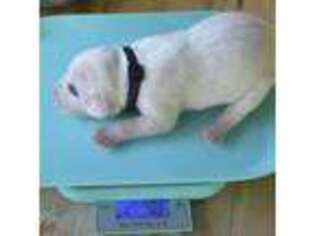 Dogo Argentino Puppy for sale in Crystal River, FL, USA