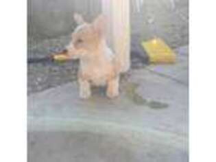 Pembroke Welsh Corgi Puppy for sale in Chino, CA, USA