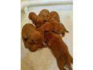 Vizsla Puppy for sale in Livonia, NY, USA