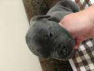 Cane Corso Puppy for sale in Middletown, VA, USA