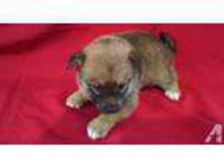 Mutt Puppy for sale in BREMEN, IN, USA