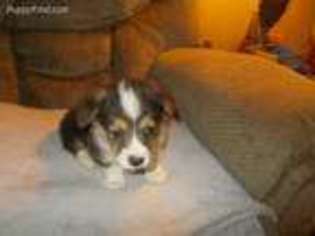Pembroke Welsh Corgi Puppy for sale in Beulaville, NC, USA