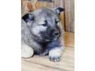 Norwegian Elkhound Puppy for sale in Stevensville, MT, USA