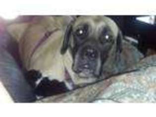 Mastiff Puppy for sale in OMAHA, NE, USA