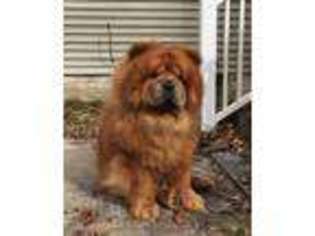 Chow Chow Puppy for sale in Leonardtown, MD, USA