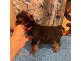 Yorkshire Terrier Puppy for sale in Hope, IN, USA