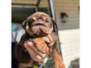 Bulldog Puppy for sale in Medina, OH, USA