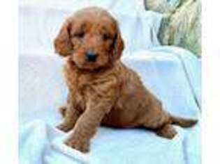 Goldendoodle Puppy for sale in Holtwood, PA, USA