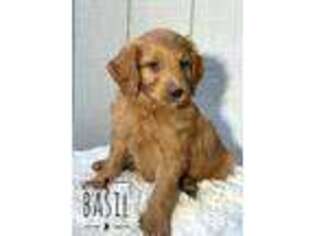 Mutt Puppy for sale in RUSSELL, MA, USA